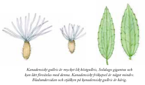 Gullris Invasiv Kanadensiskt gullris - FOR - Fritidsodlingens riksorganisation