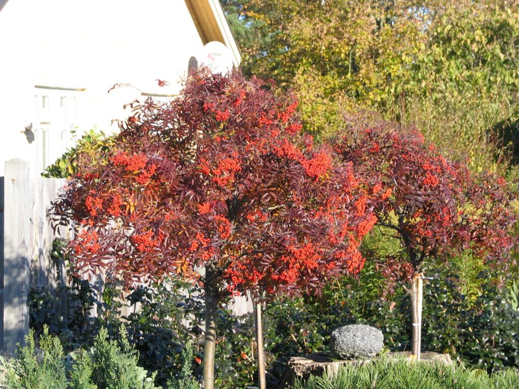 Japansk rönn, Carmencita - FOR - Fritidsodlingens riksorganisation