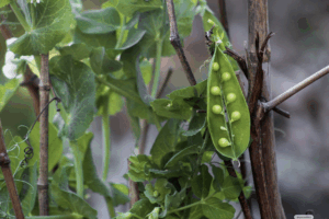 Ärtplanta