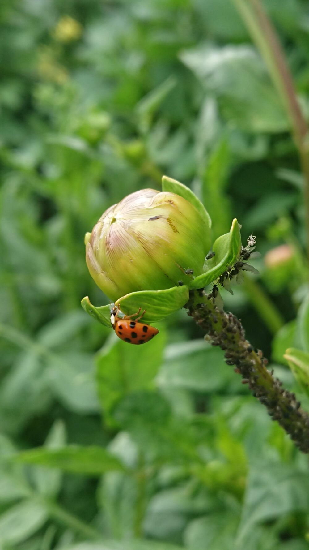 Fritidsodlingens Riksorganisation