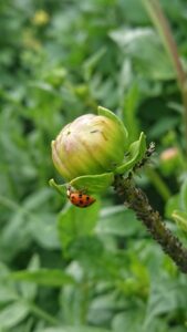 Fritidsodlingens Riksorganisation