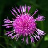 1440px-Centaurea_jacea_01 1440px-Centaurea_jacea_01