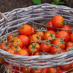 Friska tomater i korg