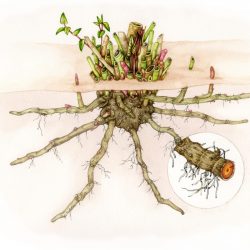 Japanese knotweed Fallopia japonica root crown finished illustration