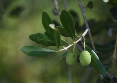 medelhavsväxt oliv