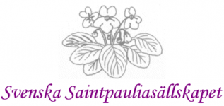saintpaulia
