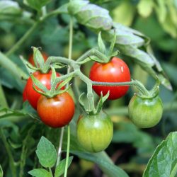 tomatoes-2669861_1920